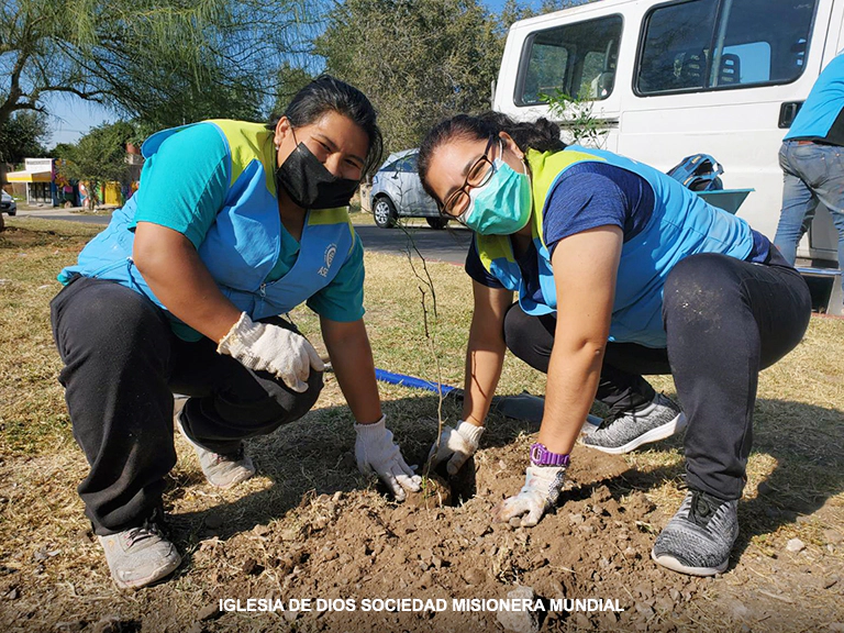 Plantacion de Arboles